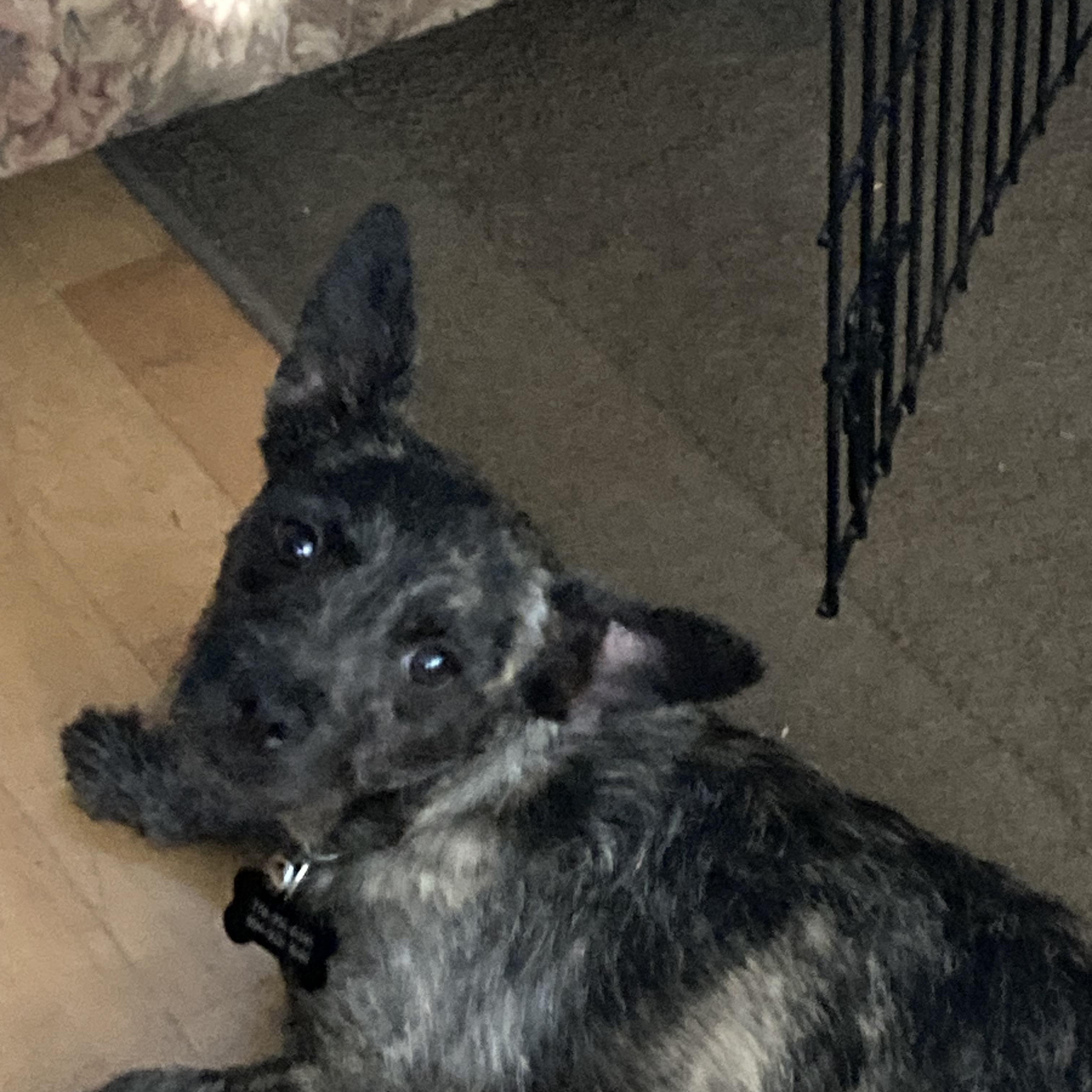 Stuart, an adopted mixed breed in North Vancouver, BC image 2/6