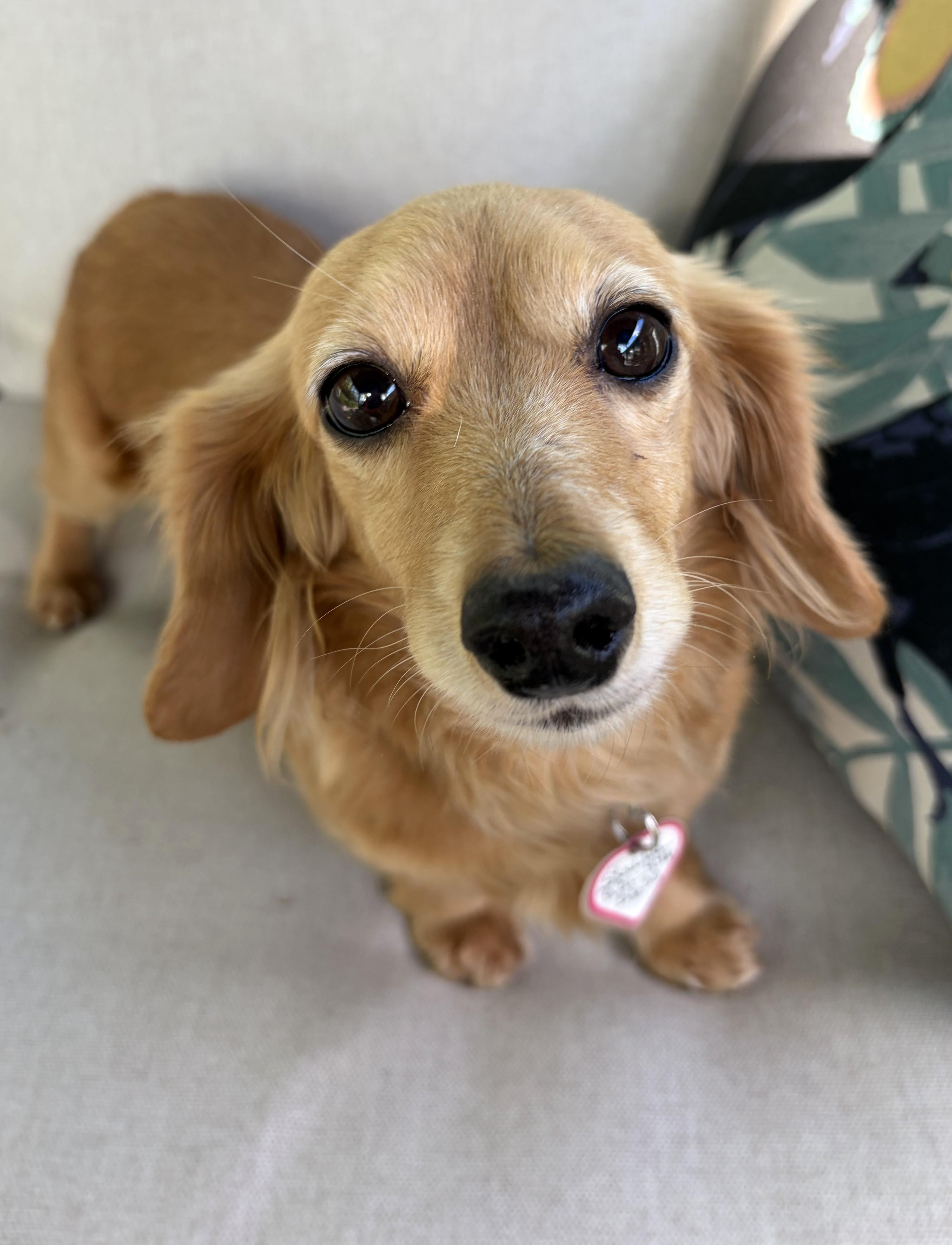 Stella in TN, ADOPTABLE, Adult Female Dachshund.