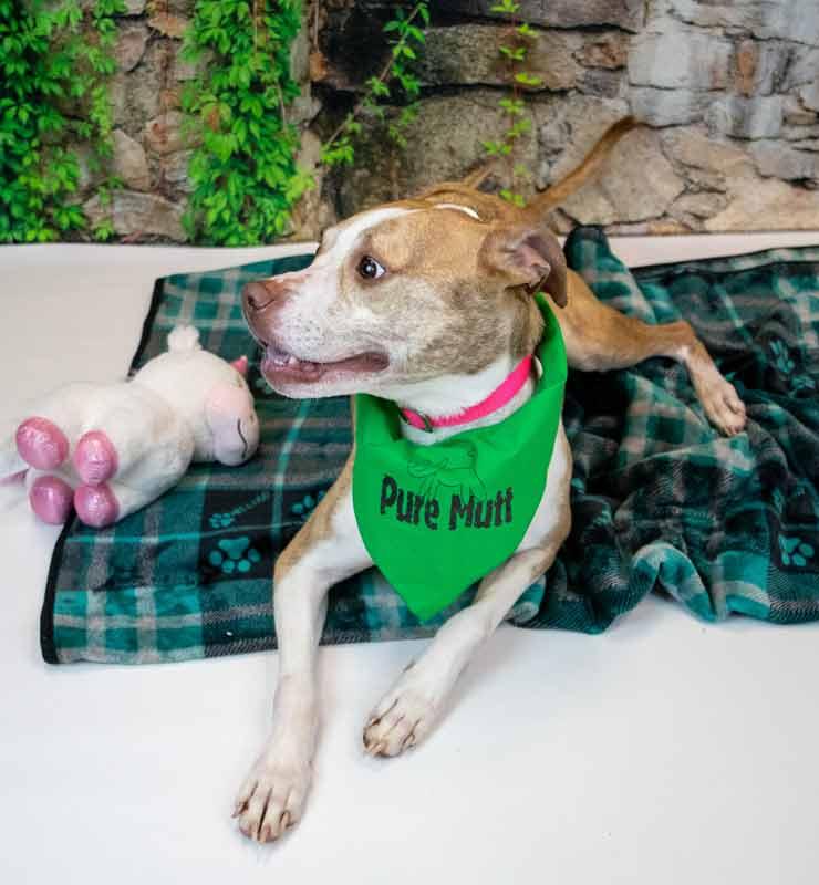 Taryn, an adoptable mixed breed in Kennesaw, GA image 3/6