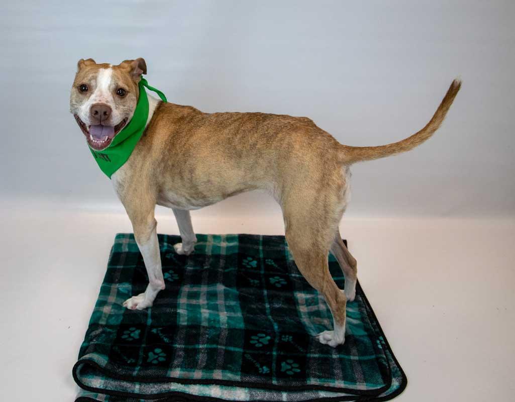 Taryn, an adoptable mixed breed in Kennesaw, GA image 4/6