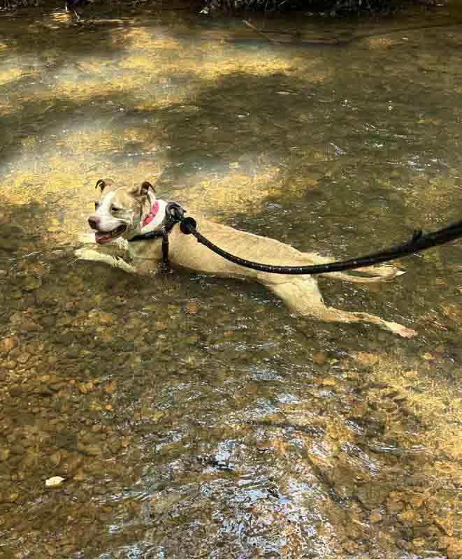 Enlarge Taryn, an adoptable mixed breed in Kennesaw, GA image 4/6