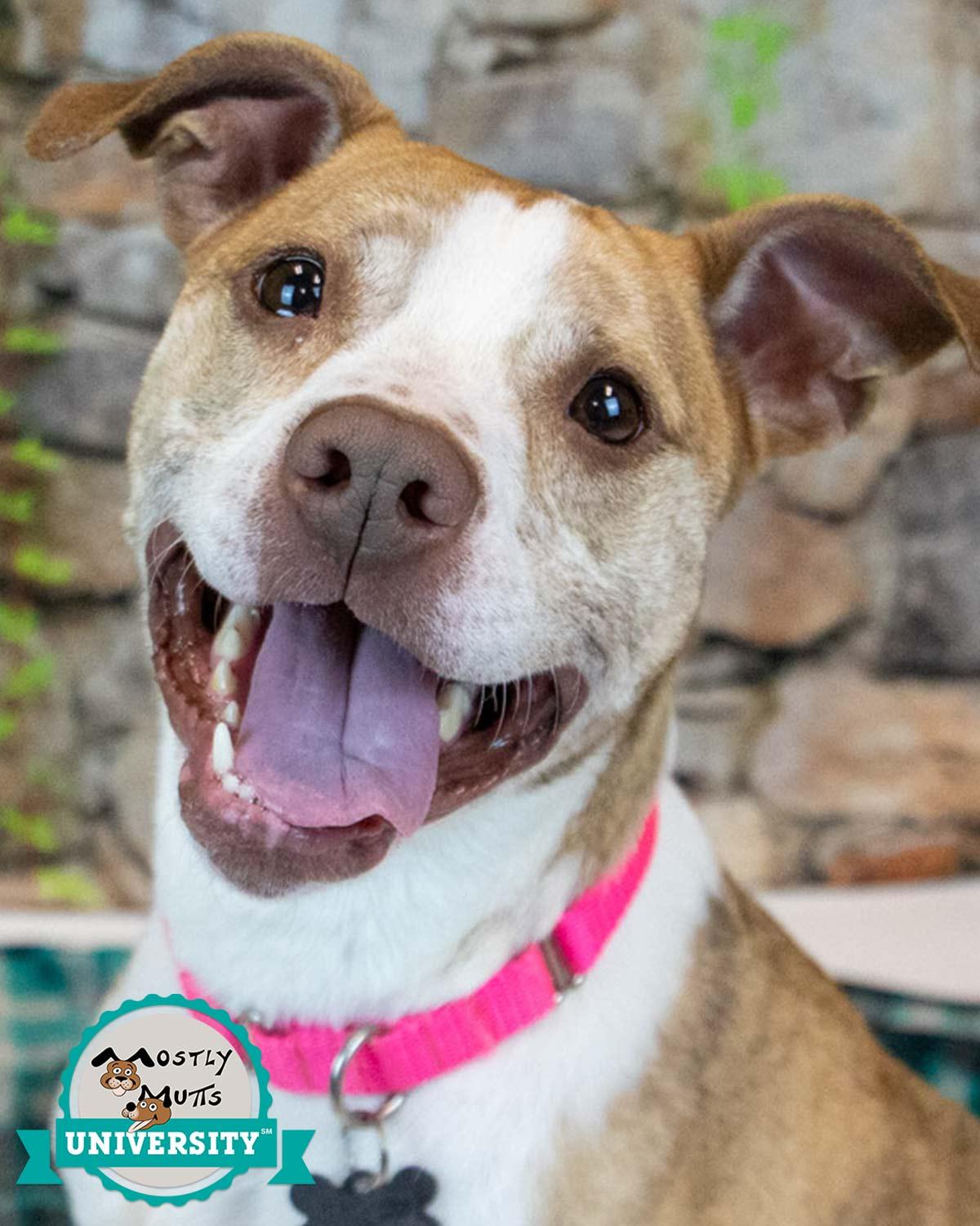 Taryn, adoptable, Adult Female Boxer.
