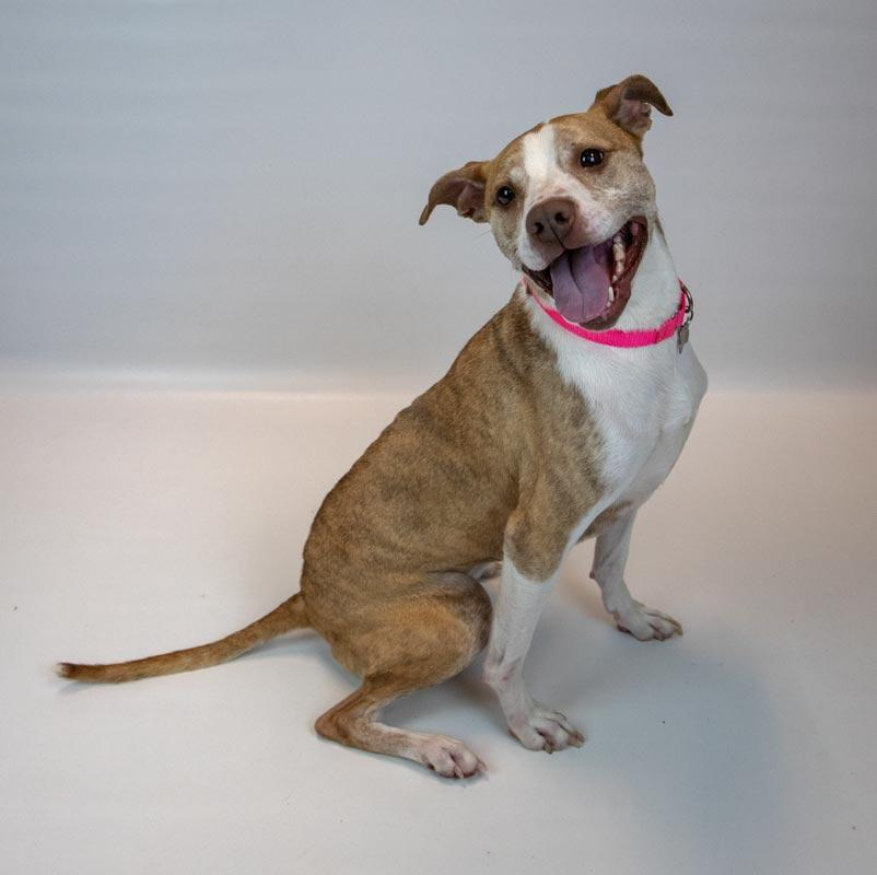 Taryn, an adoptable mixed breed in Kennesaw, GA image 2/6