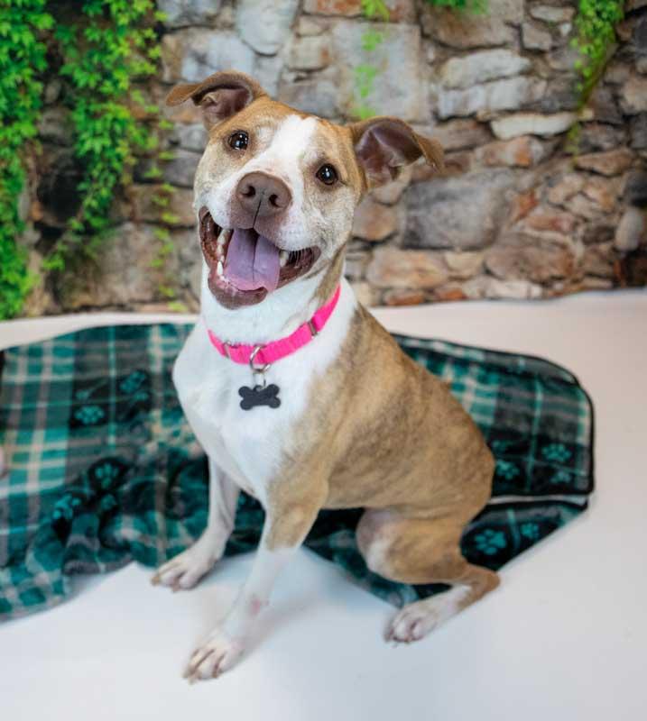 Taryn, an adoptable mixed breed in Kennesaw, GA image 6/6
