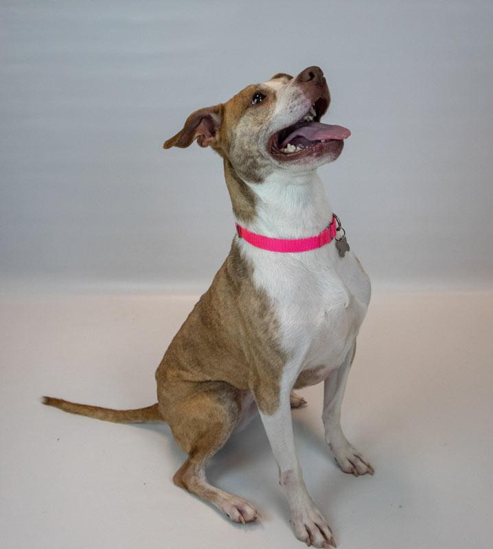 Taryn, an adoptable mixed breed in Kennesaw, GA image 5/6