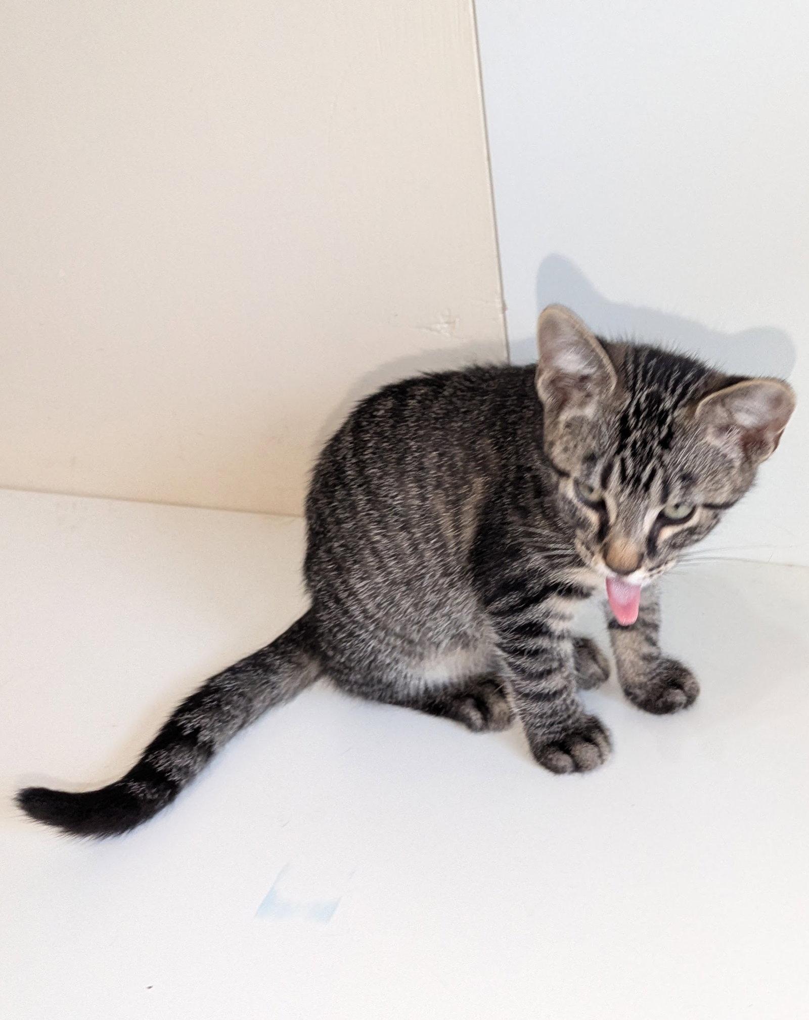 Tiger, Adoptable, Young Male Domestic Short Hair.