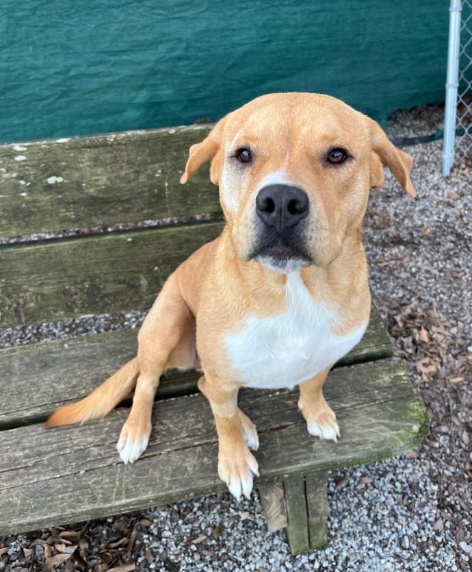 Enlarge Celine, a ADOPTABLE mixed breed in Baton Rouge, LA image 1/3