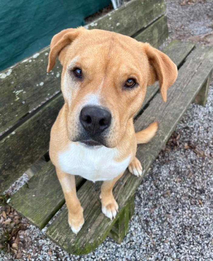 Enlarge Celine, a ADOPTABLE mixed breed in Baton Rouge, LA image 3/3