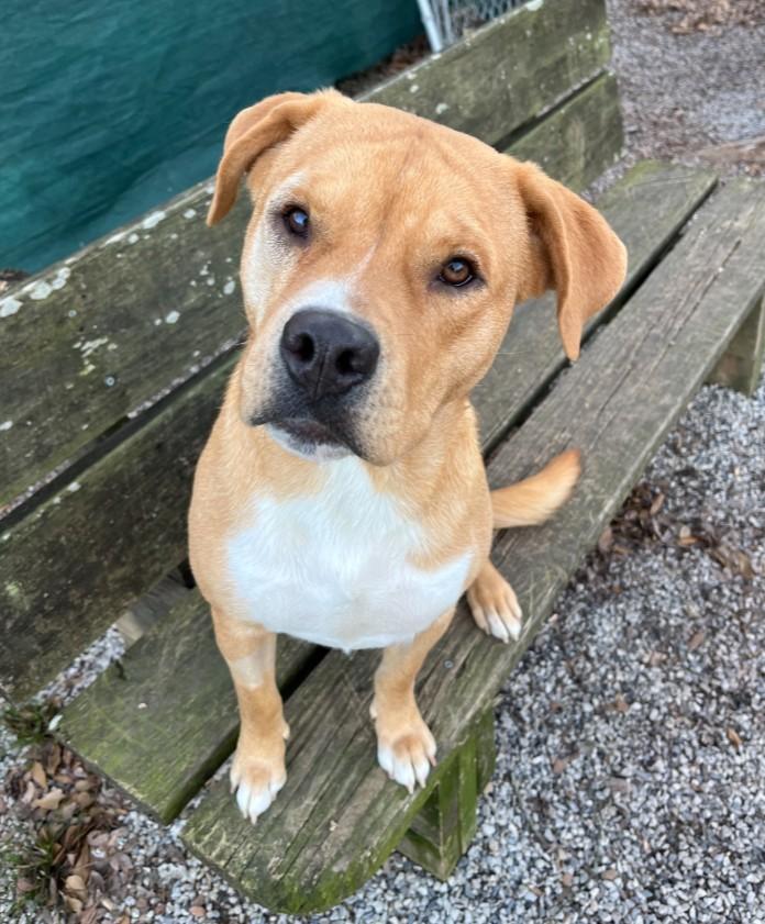 Enlarge Celine, a ADOPTABLE mixed breed in Baton Rouge, LA image 2/3