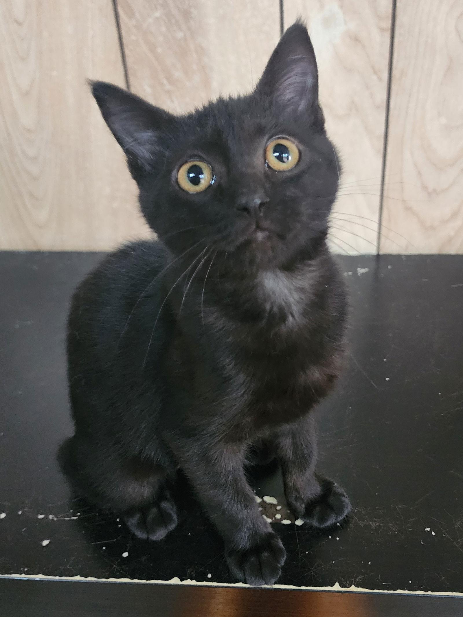 Marion 11.15.25, Adoptable, Kitten Female Domestic Short Hair.