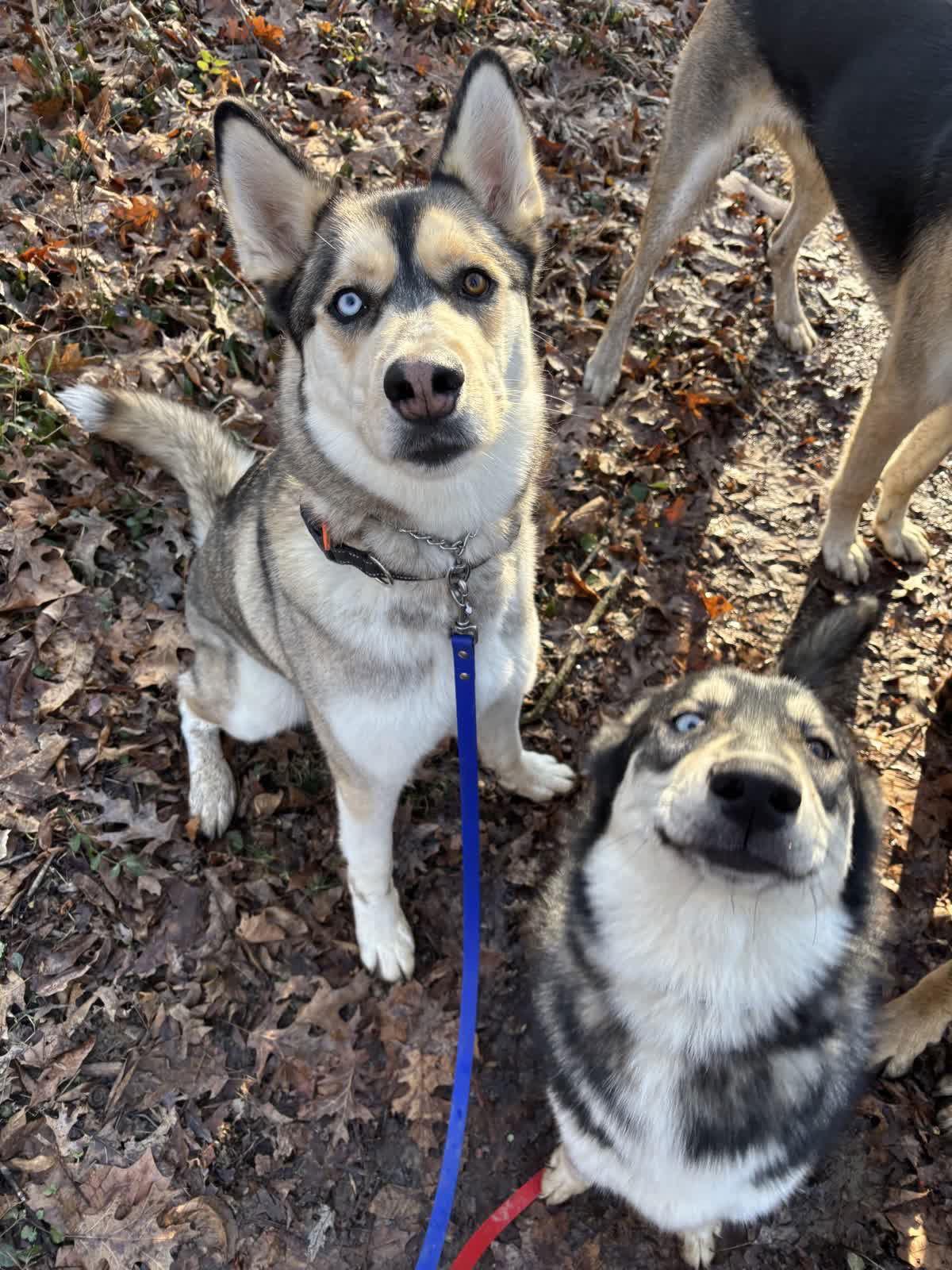 Enlarge Balto, a Adopted Siberian Husky in Georgetown, KY image 1/2