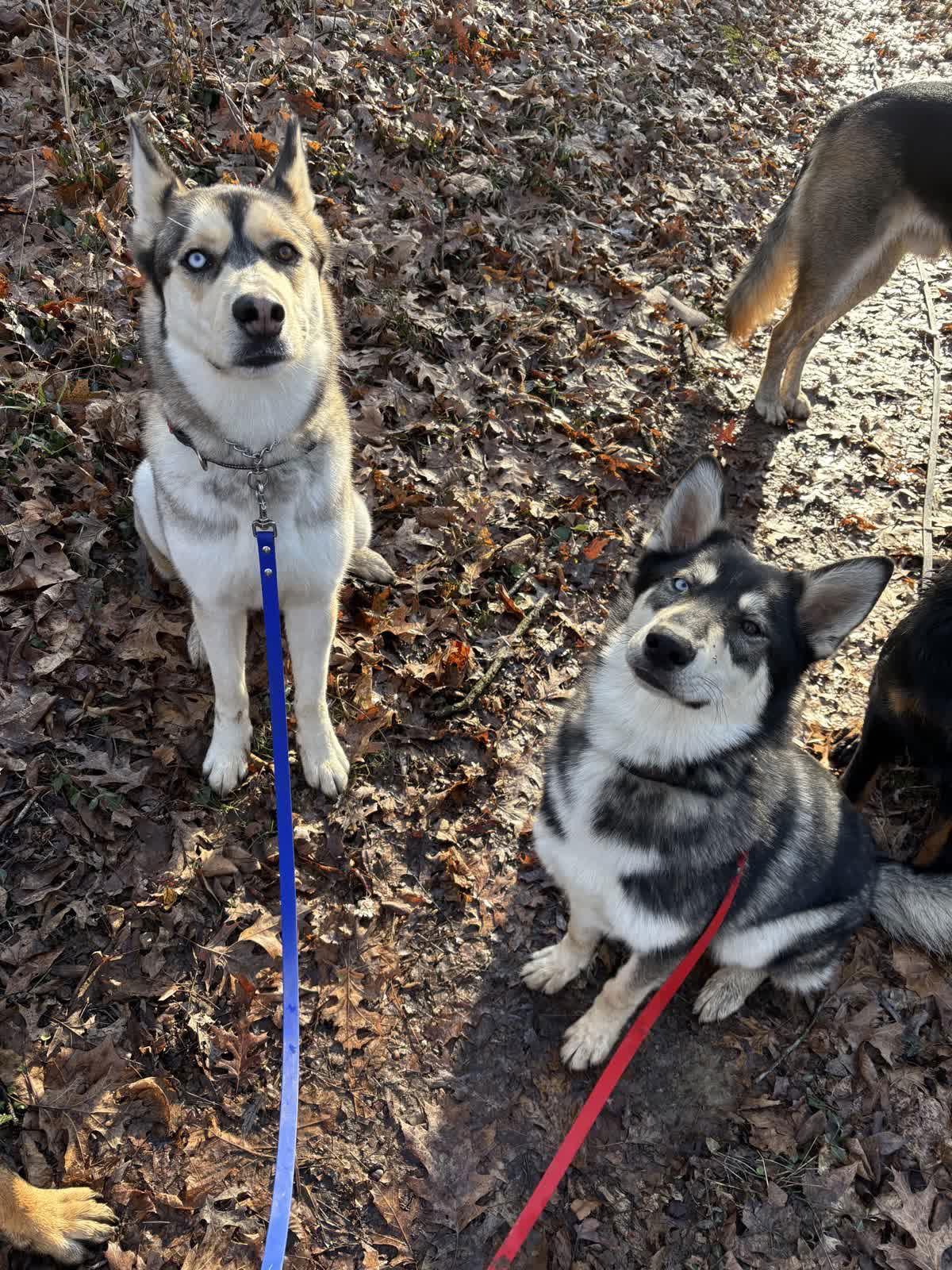 Enlarge Balto, a Adopted Siberian Husky in Georgetown, KY image 2/2