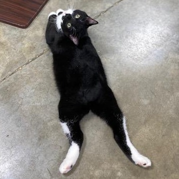 Enlarge Bob, a Adoptable mixed breed in Collierville, TN image 1/6