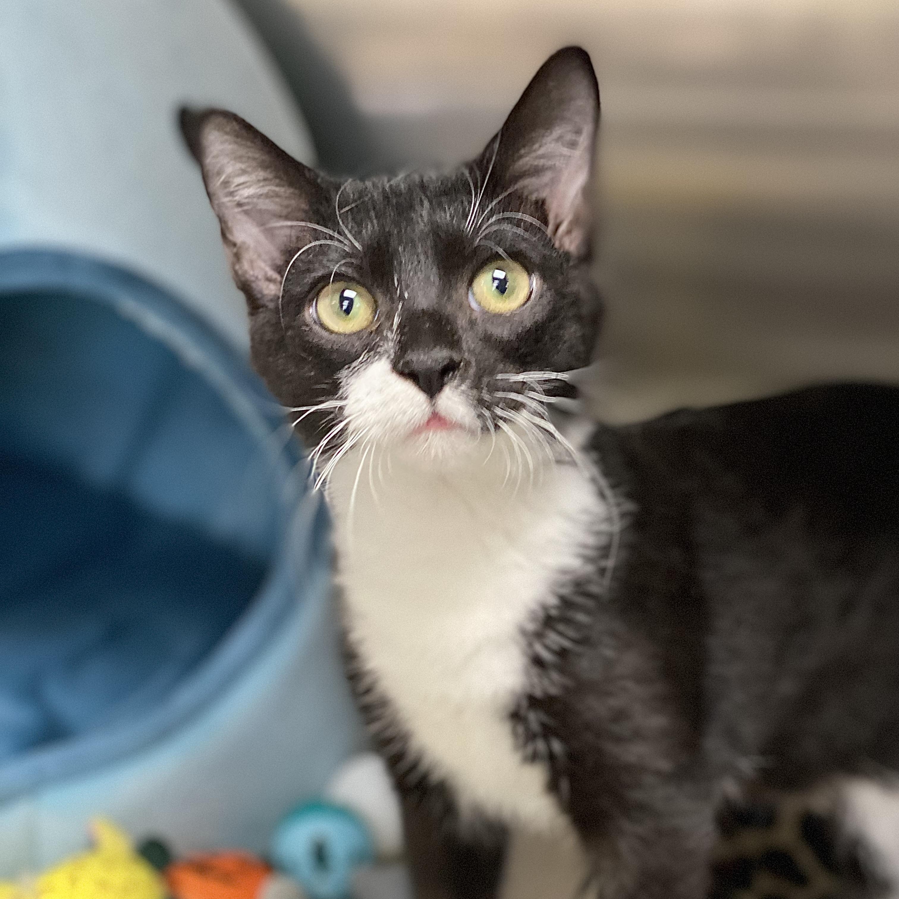 Bob, Adoptable, Kitten Male American Bobtail & Domestic Short Hair.