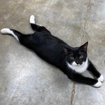 Enlarge Bob, a Adoptable mixed breed in Collierville, TN image 3/6