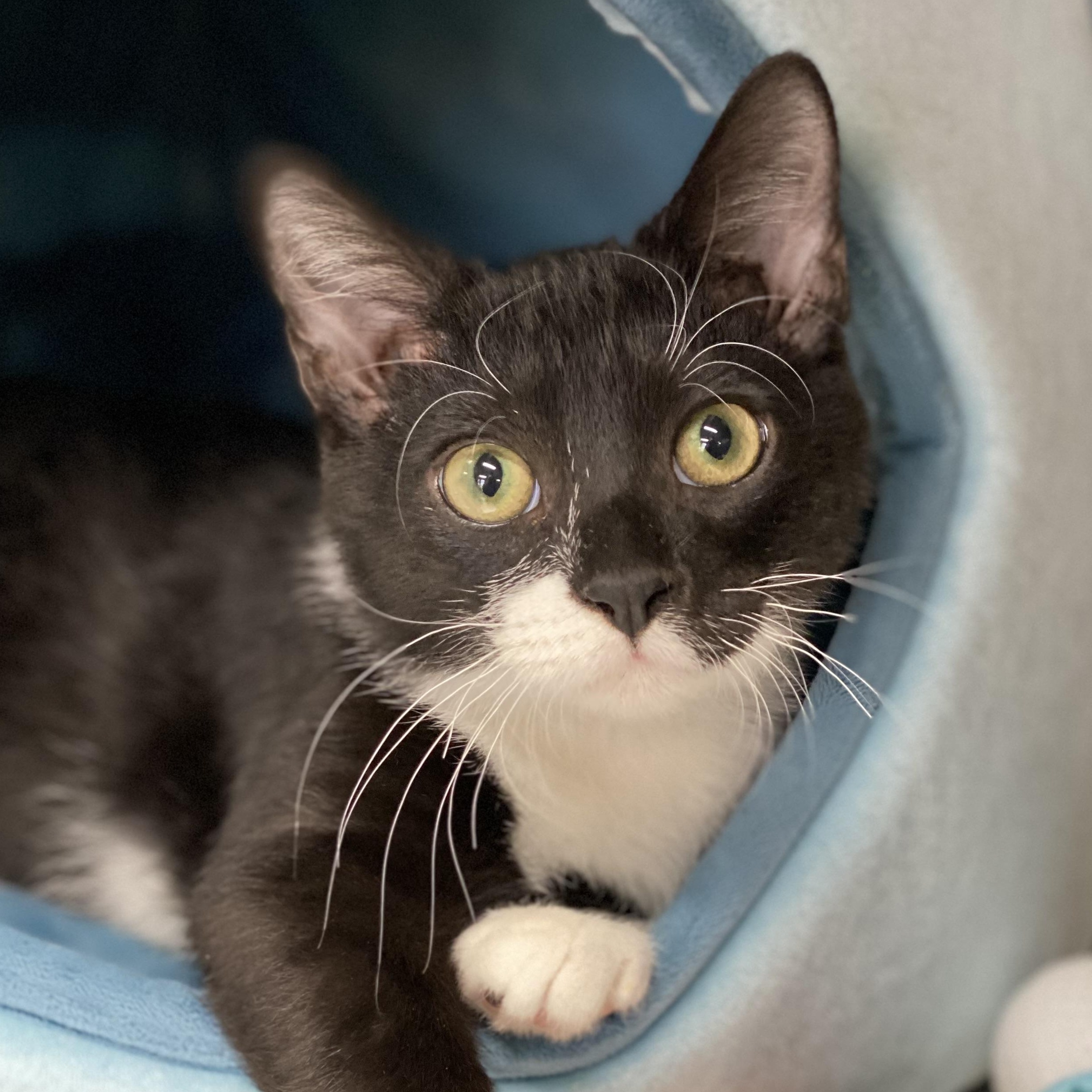 Enlarge Bob, a Adoptable mixed breed in Collierville, TN image 4/6