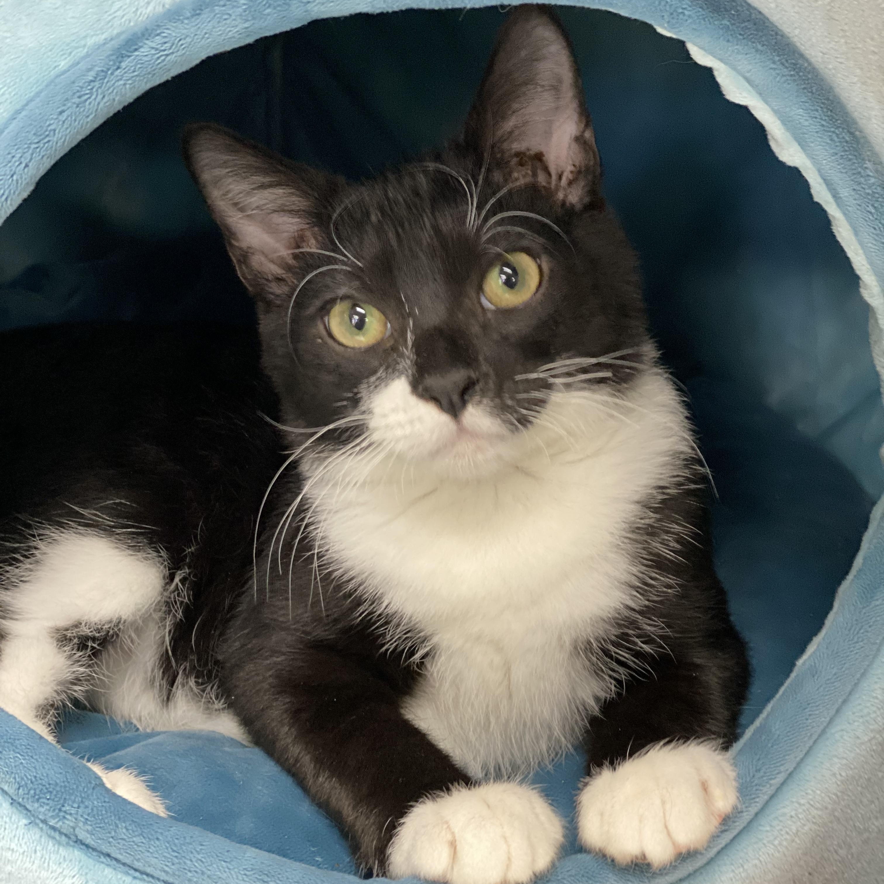 Enlarge Bob, a Adoptable mixed breed in Collierville, TN image 5/6