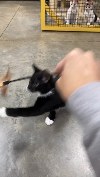 Enlarge Bob, a Adoptable mixed breed in Collierville, TN video 6/6