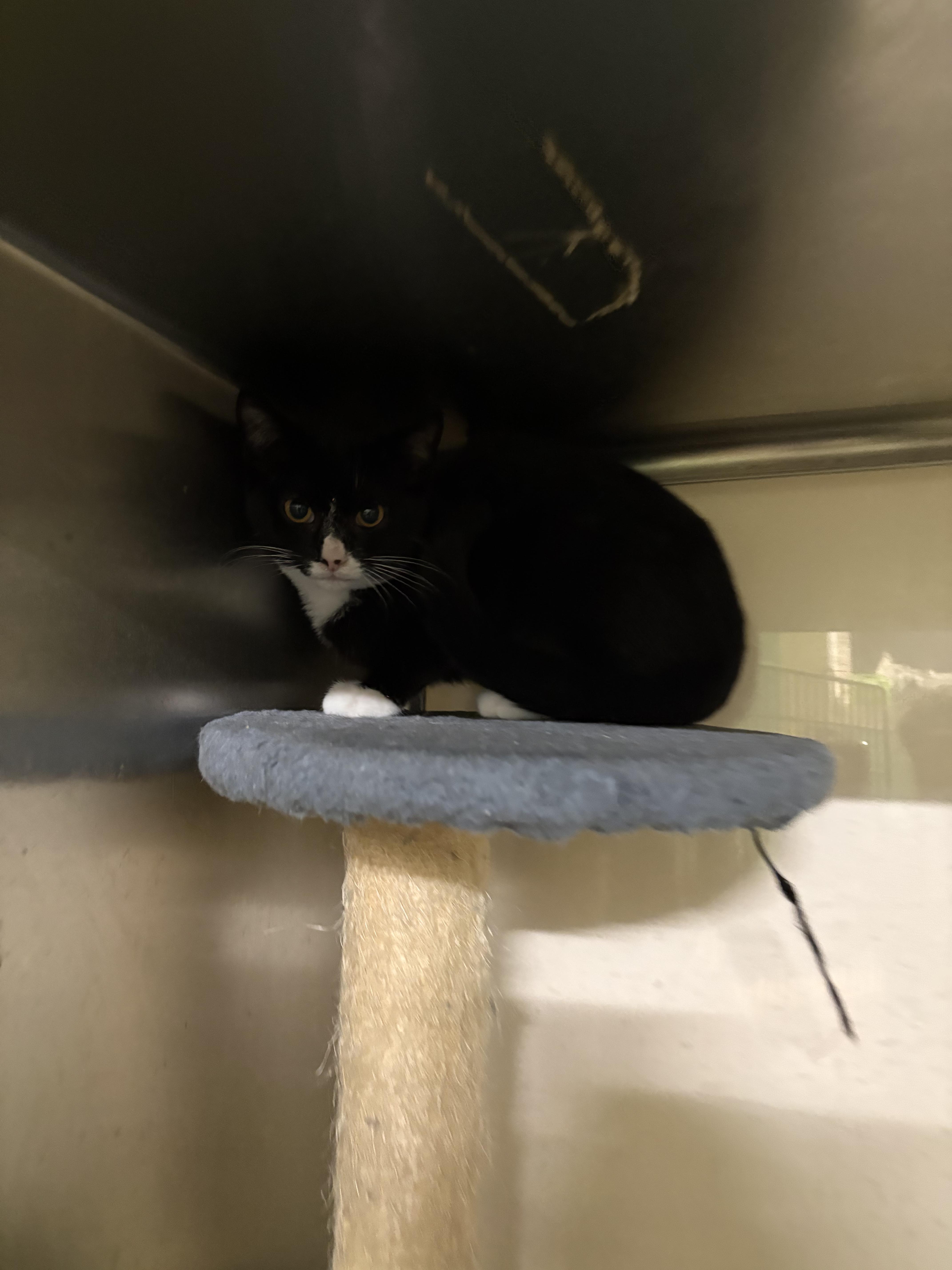 Enlarge Rita Hayworth, a Adoptable Tuxedo in Galloway, NJ image 1/2