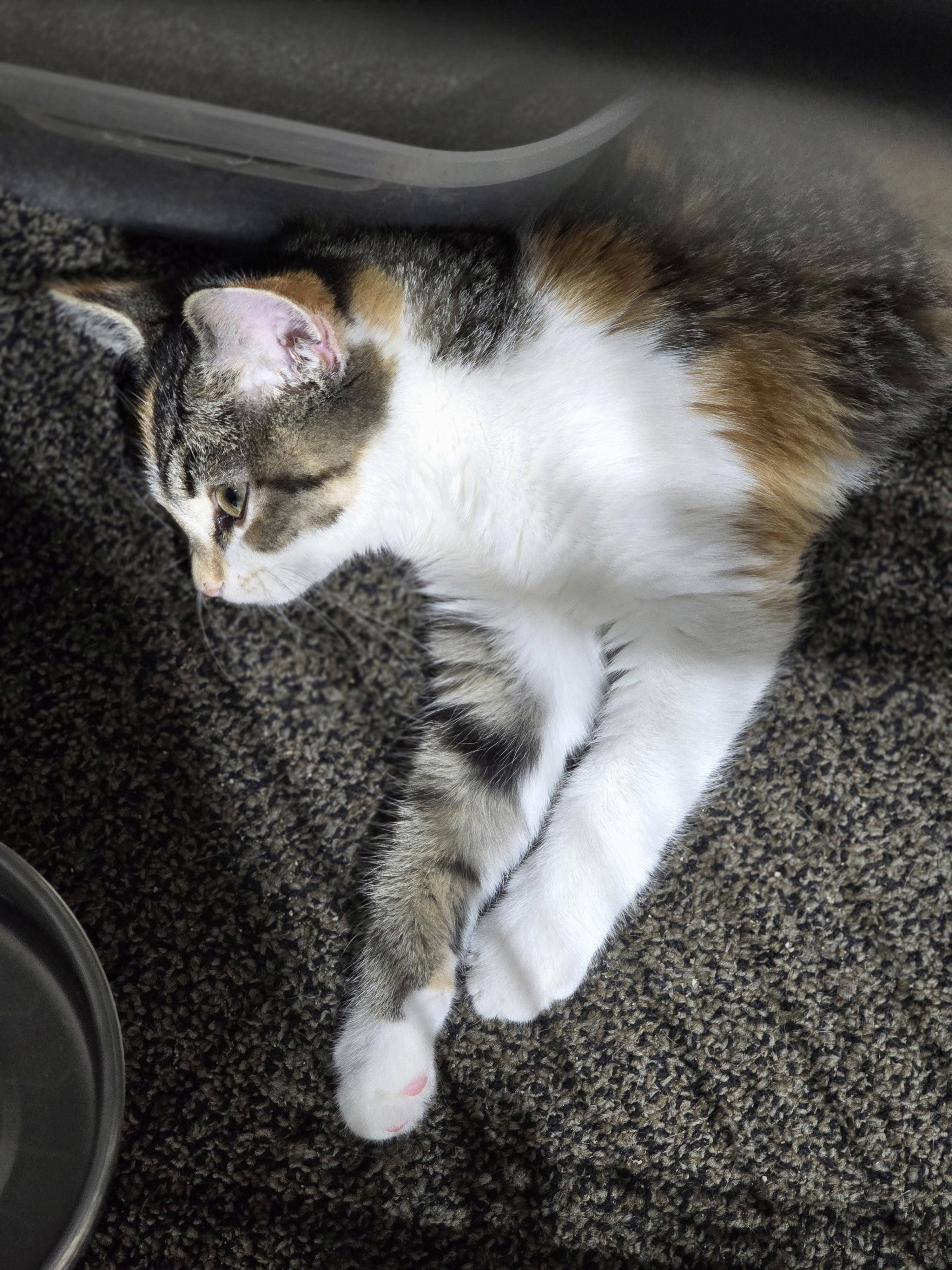 Trinity (CH-Wobbly), a Adoptable Domestic Short Hair in Quincy, OH image 2/2