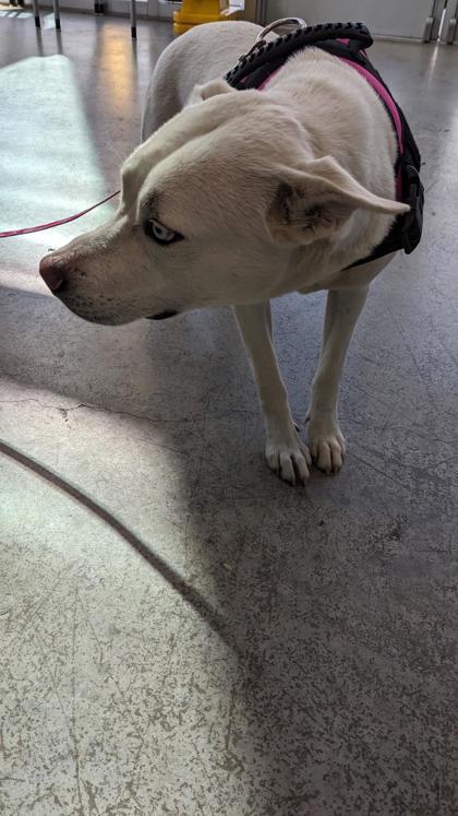 Leilani, Adoptable, Adult Female Husky & Pit Bull Terrier.