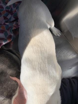 Enlarge Leilani, a Adoptable mixed breed in Fort Worth, TX image 3/3