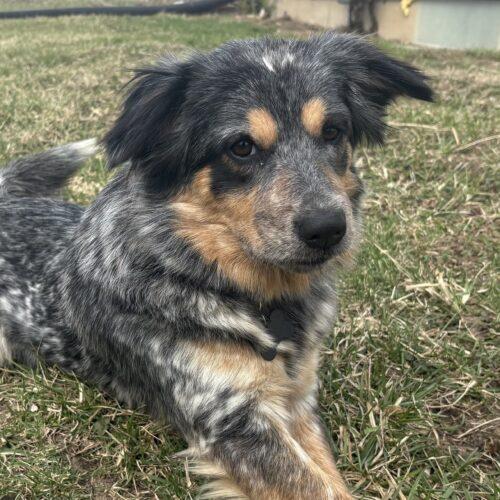 Willow, Adoptable, Adult Female Australian Shepherd & Australian Cattle Dog / Blue Heeler.