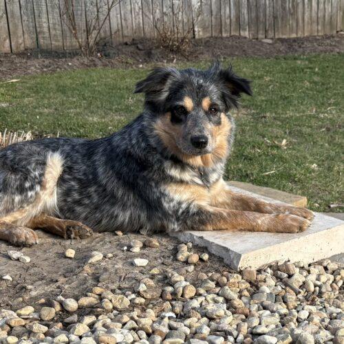 Enlarge Willow, a Adoptable mixed breed in Lincolnshire, IL image 2/4