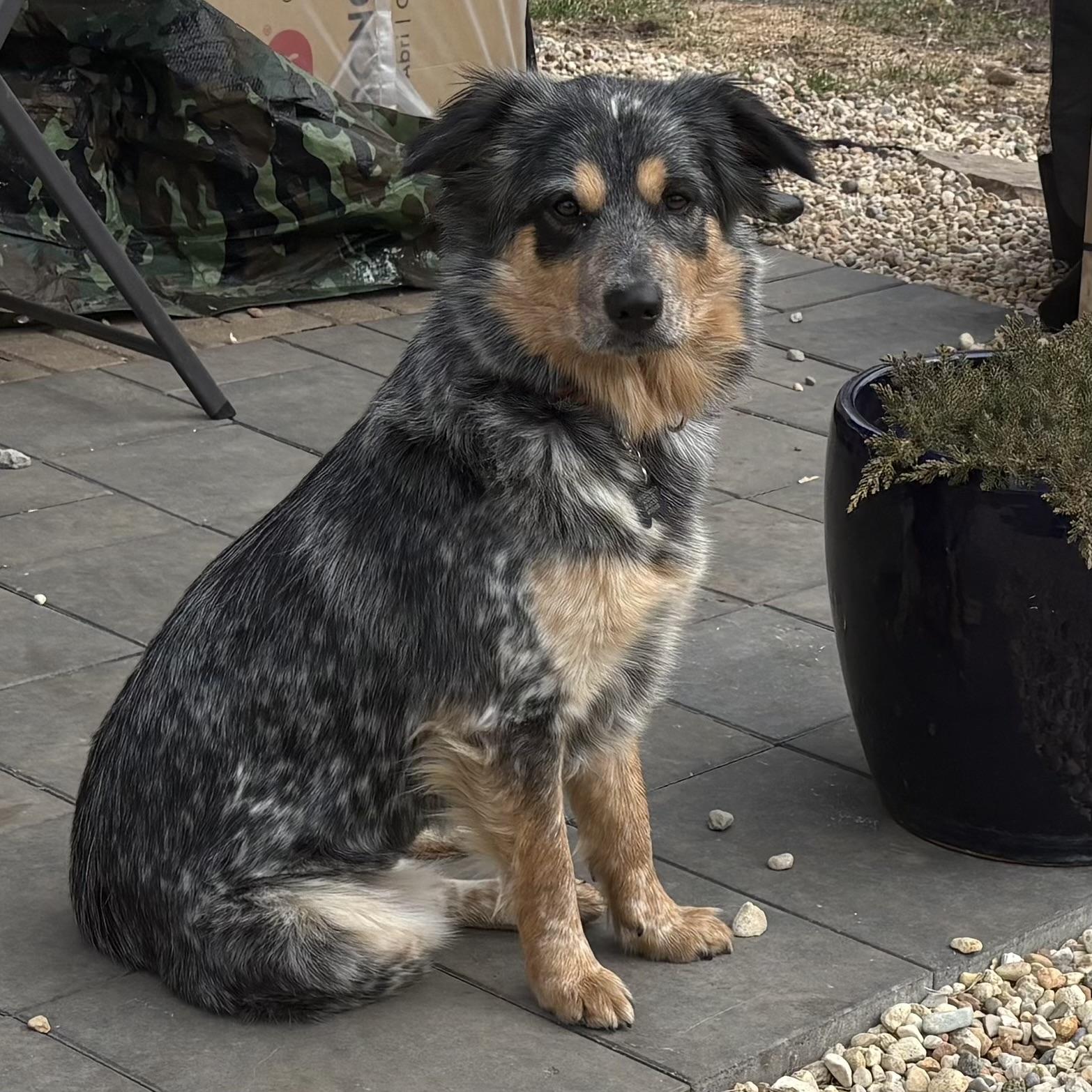 Enlarge Willow, a Adoptable mixed breed in Lincolnshire, IL image 3/4