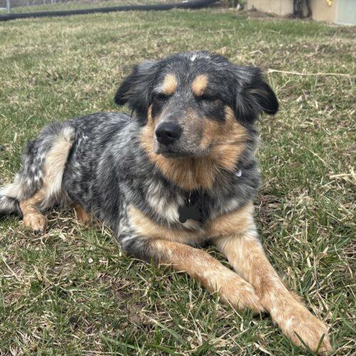 Enlarge Willow, a Adoptable mixed breed in Lincolnshire, IL image 4/4