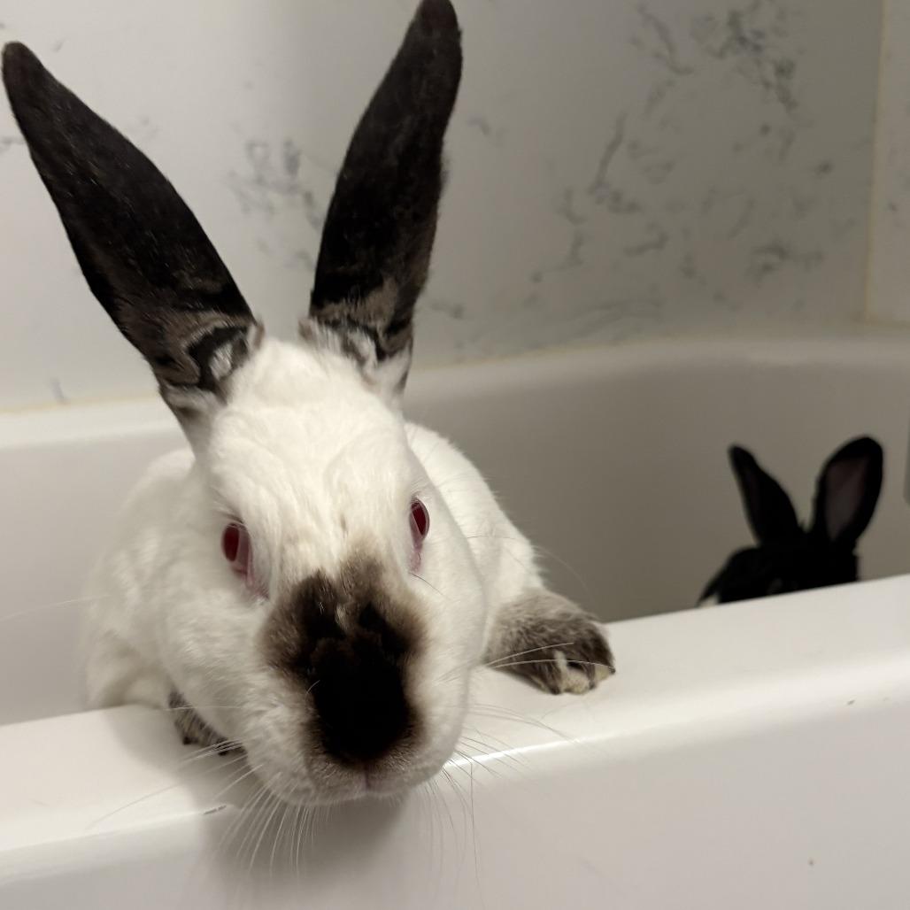 Smores, Adoptable, Adult Female Californian.