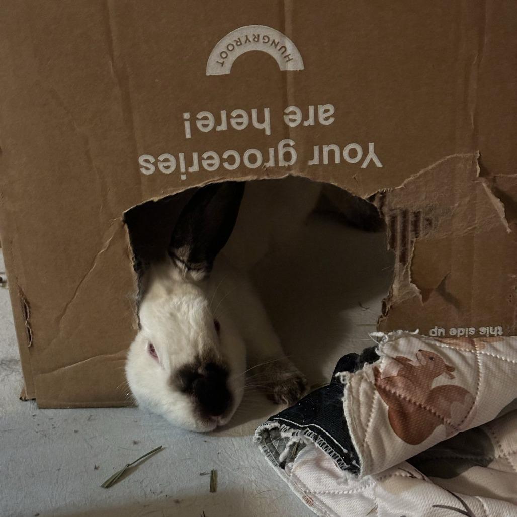 Smores, a Adoptable Californian in Elverta, CA image 2/5