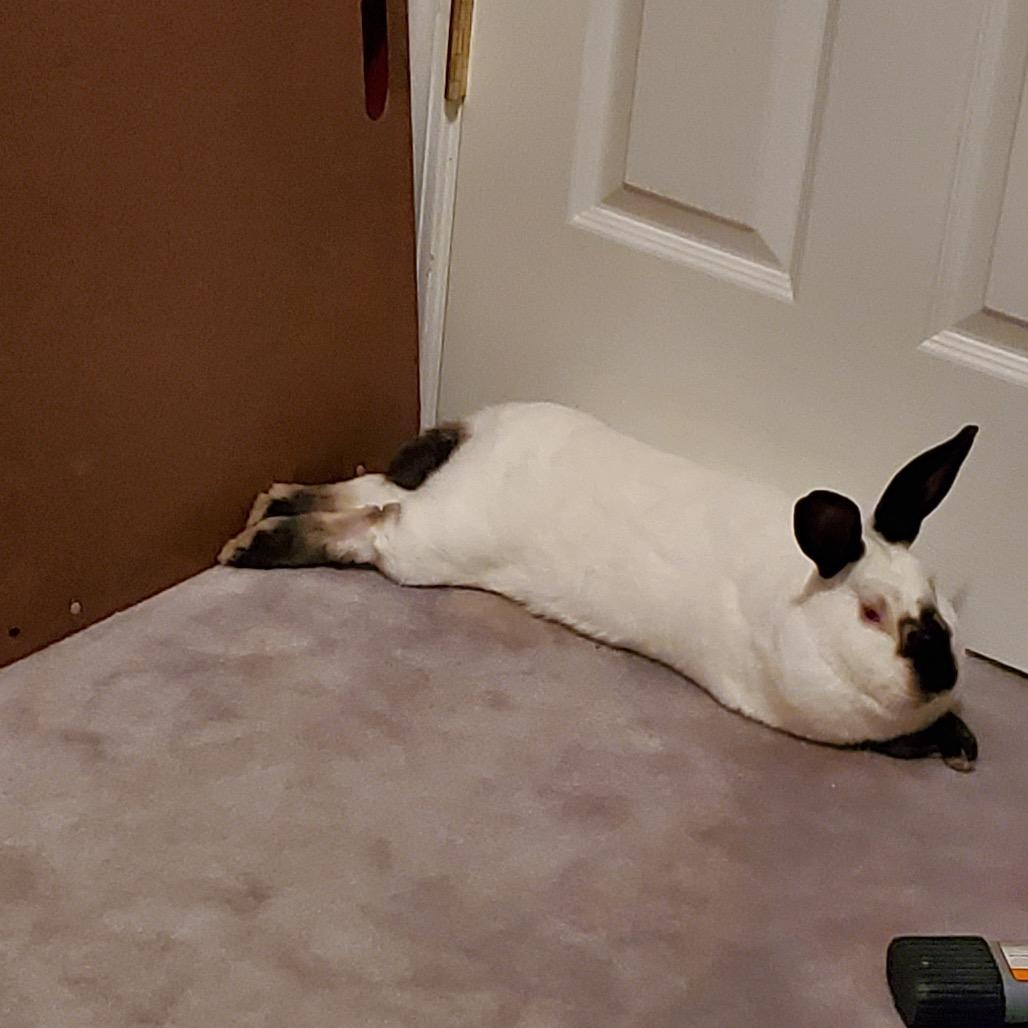 Smores, a Adoptable Californian in Elverta, CA image 3/5