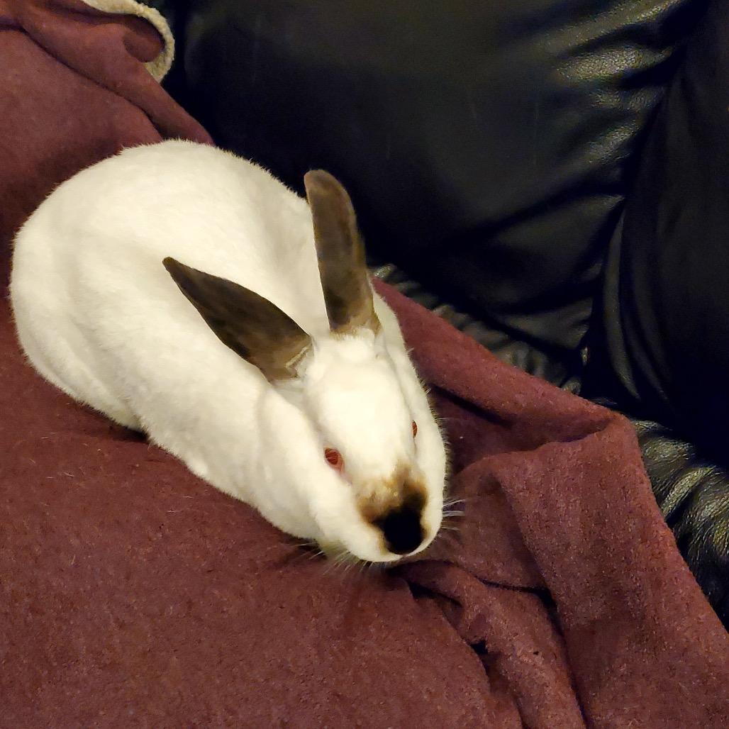 Smores, a Adoptable Californian in Elverta, CA image 4/5