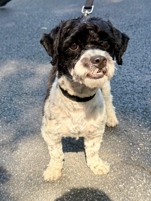 Mr B, ADOPTABLE, Young Male Poodle & Shih Tzu.