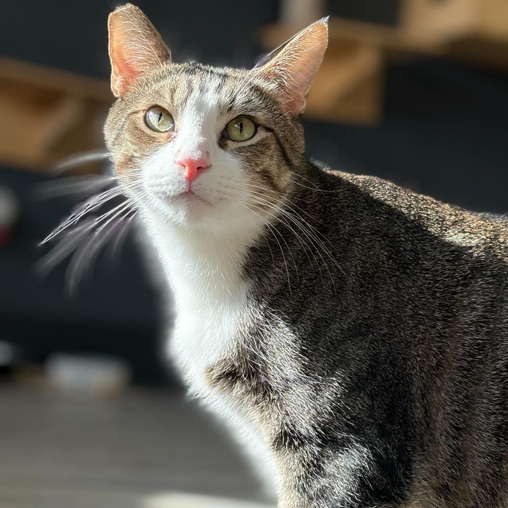 Rocket, Adoptable, Adult Male Domestic Short Hair.