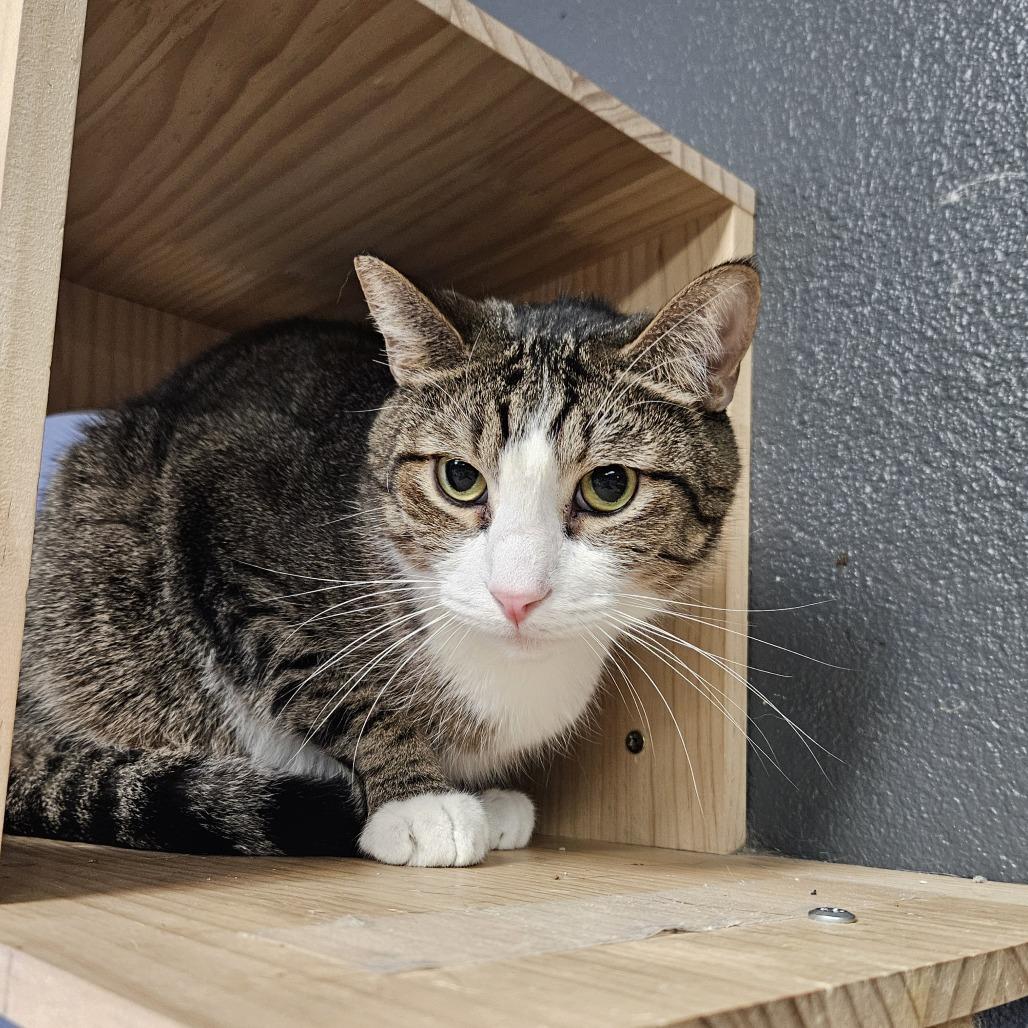 Rocket, Adoptable, Adult Male Domestic Short Hair.