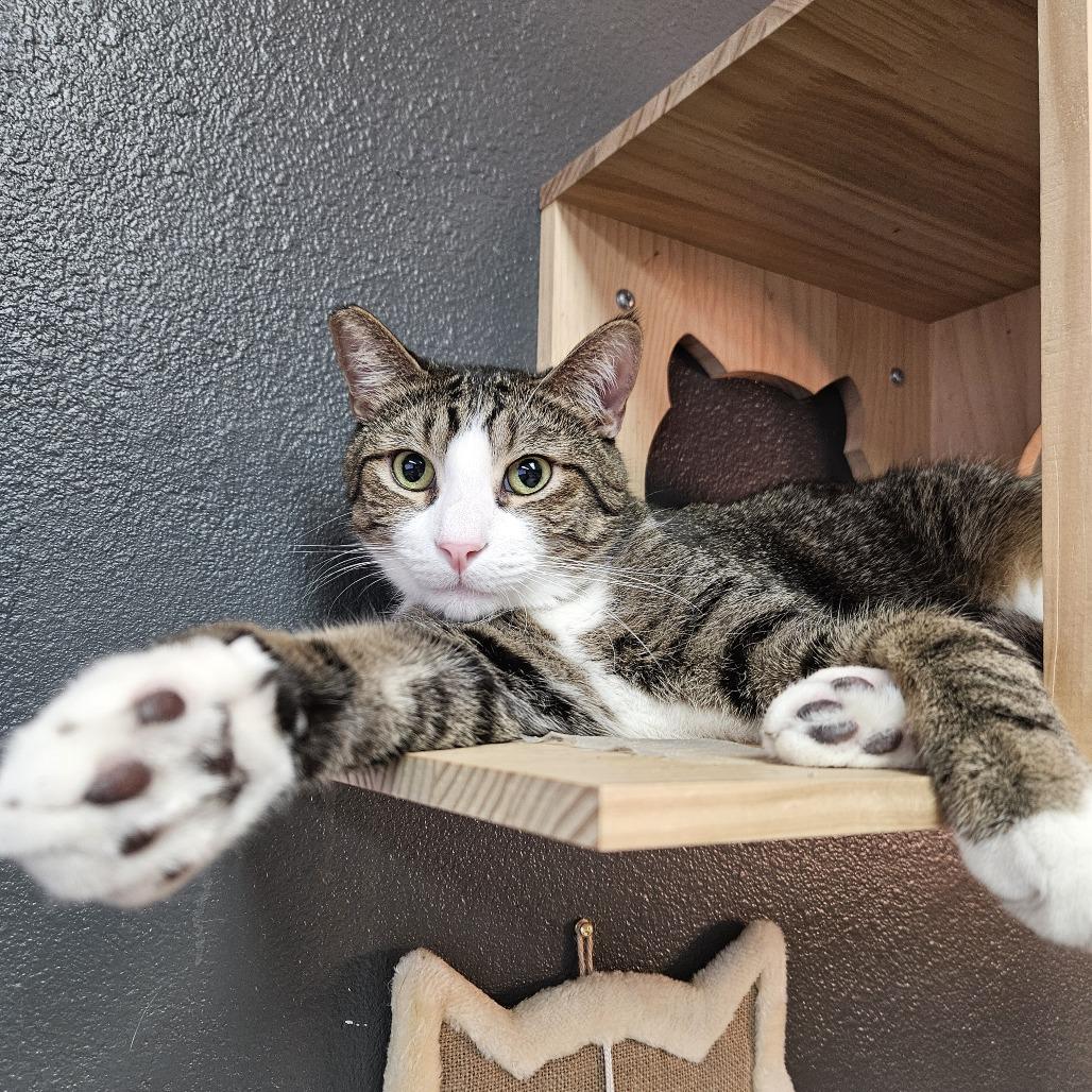 Rocket, a Adoptable Domestic Short Hair in Las Vegas, NV image 2/6