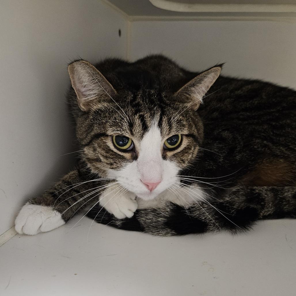 Rocket, a Adoptable Domestic Short Hair in Las Vegas, NV image 3/6