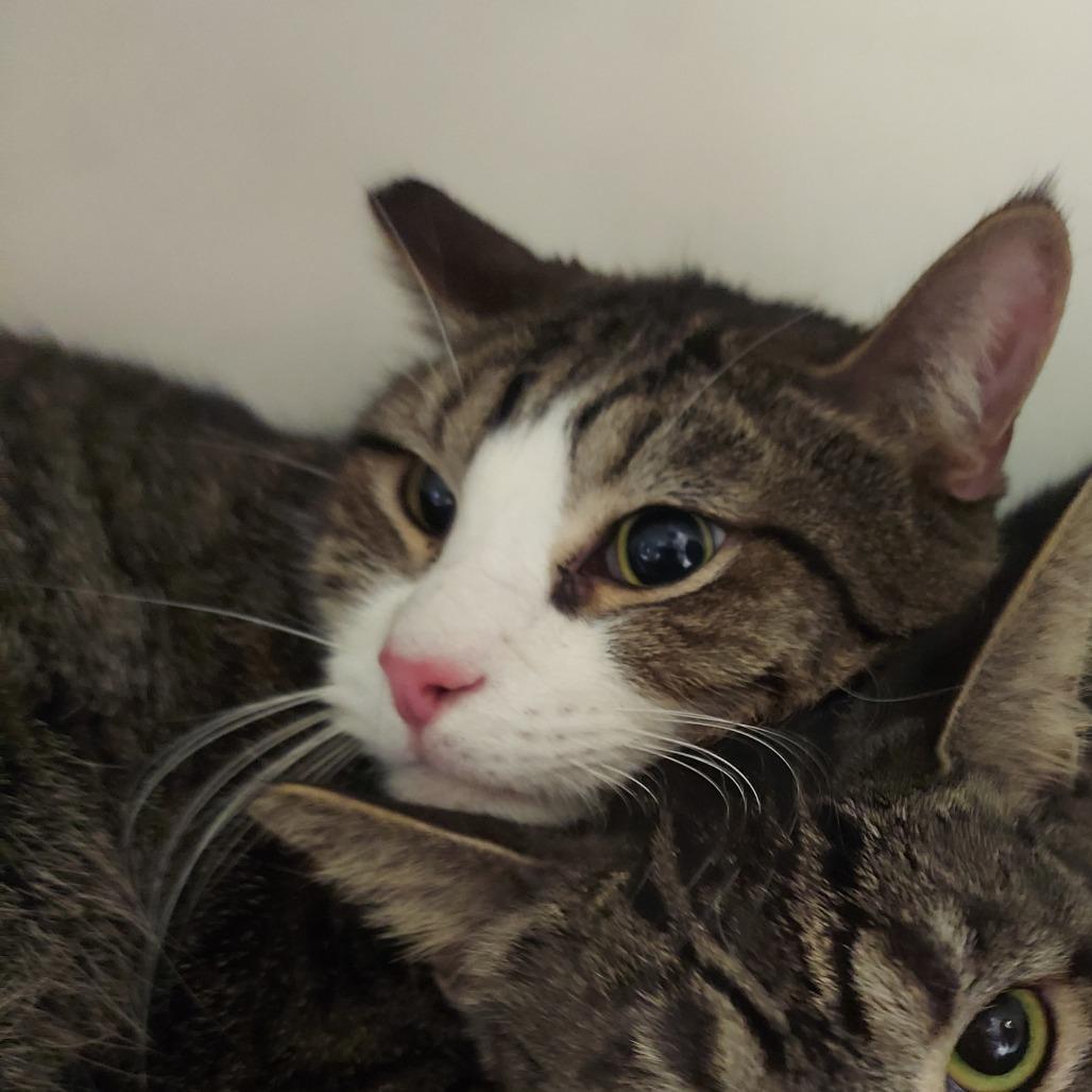 Rocket, a Adoptable Domestic Short Hair in Las Vegas, NV image 5/6