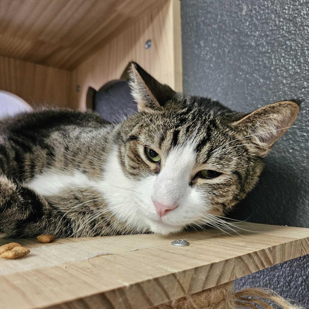 Rocket, a Adoptable Domestic Short Hair in Las Vegas, NV image 6/6