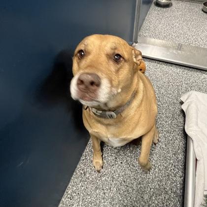 Daisy, Adoptable, Adult Female Mixed Breed.