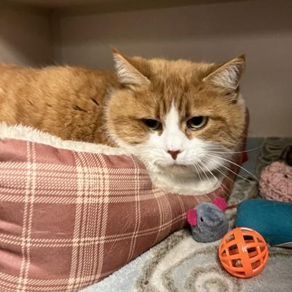 Roger, a Adoptable mixed breed in Quakertown, PA image 1/3