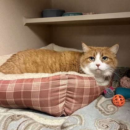 Roger, Adoptable, Senior Male Domestic Short Hair & Domestic Short Hair.