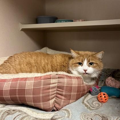 Roger, a Adoptable mixed breed in Quakertown, PA image 3/3