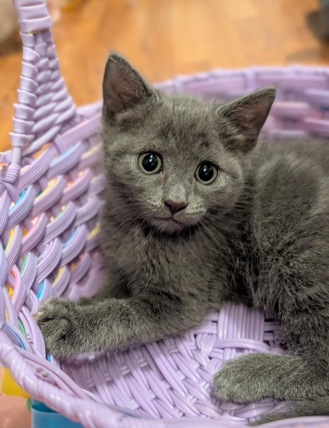 Solo, ADOPTABLE, Kitten Male Domestic Short Hair.