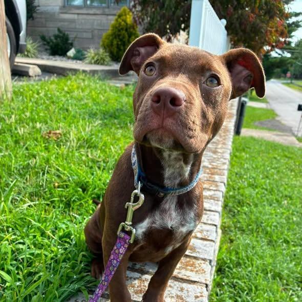 Enlarge Moscato, a Adoptable Pit Bull Terrier in Lexington, KY image 1/4