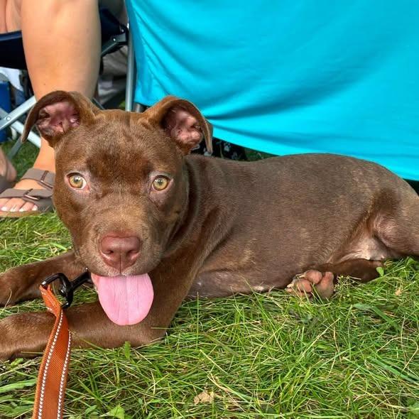 Enlarge Moscato, a Adoptable Pit Bull Terrier in Lexington, KY image 2/4