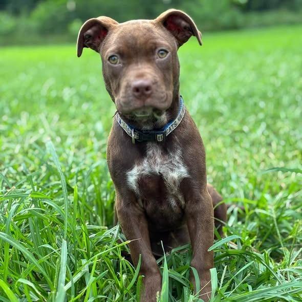 Enlarge Moscato, a Adoptable Pit Bull Terrier in Lexington, KY image 3/4