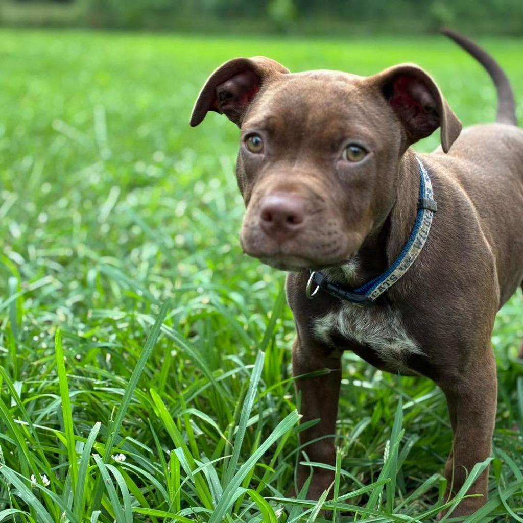 Enlarge Moscato, a Adoptable Pit Bull Terrier in Lexington, KY image 4/4